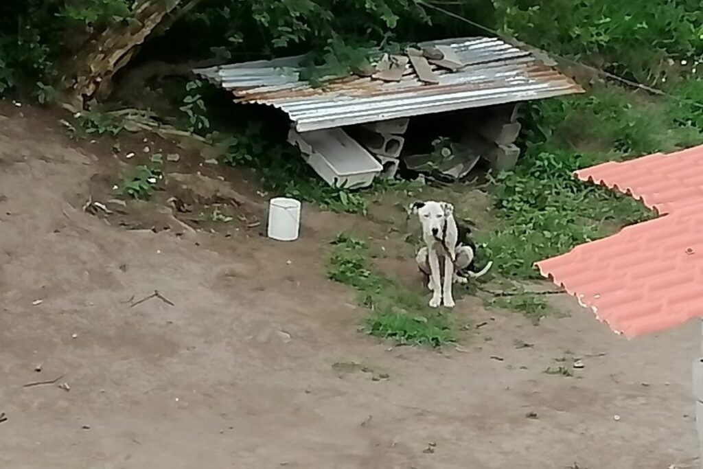 ESte es uno de los perros maltratados rescatados por la Unidad de Bienestar Animal, en el Valle de los Chillos.