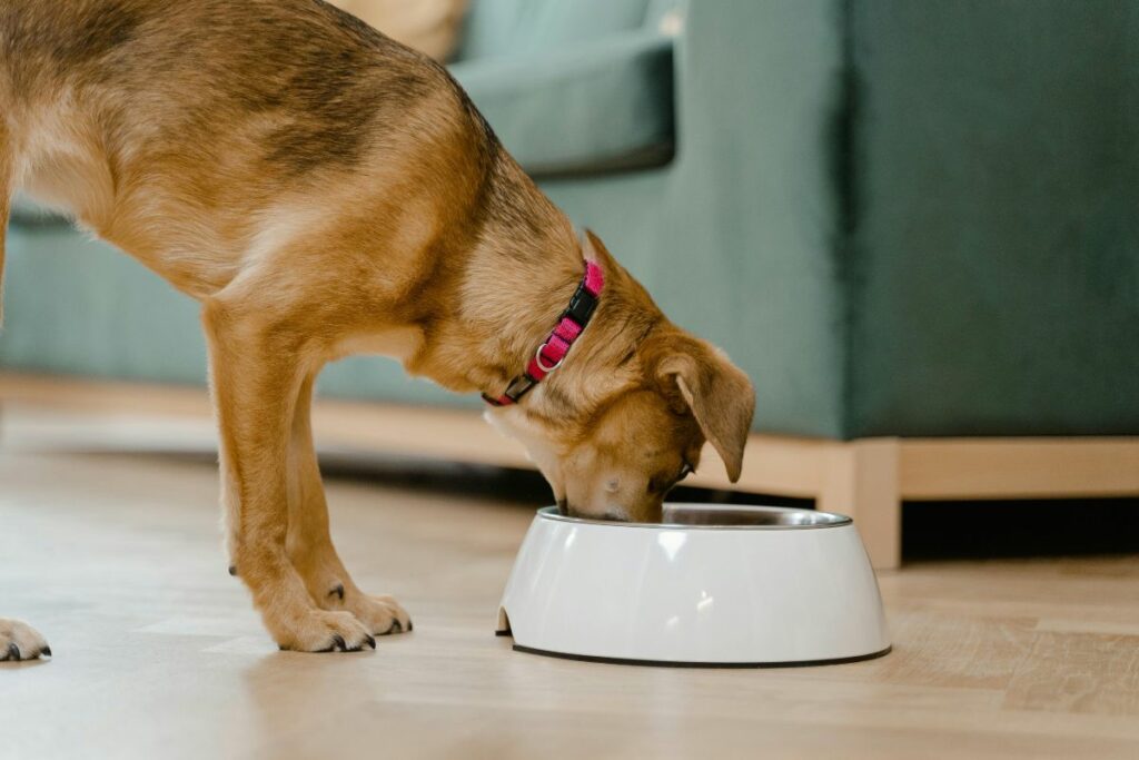 La comida de las mascotas no pagarán IVA desde febrero de 2025.