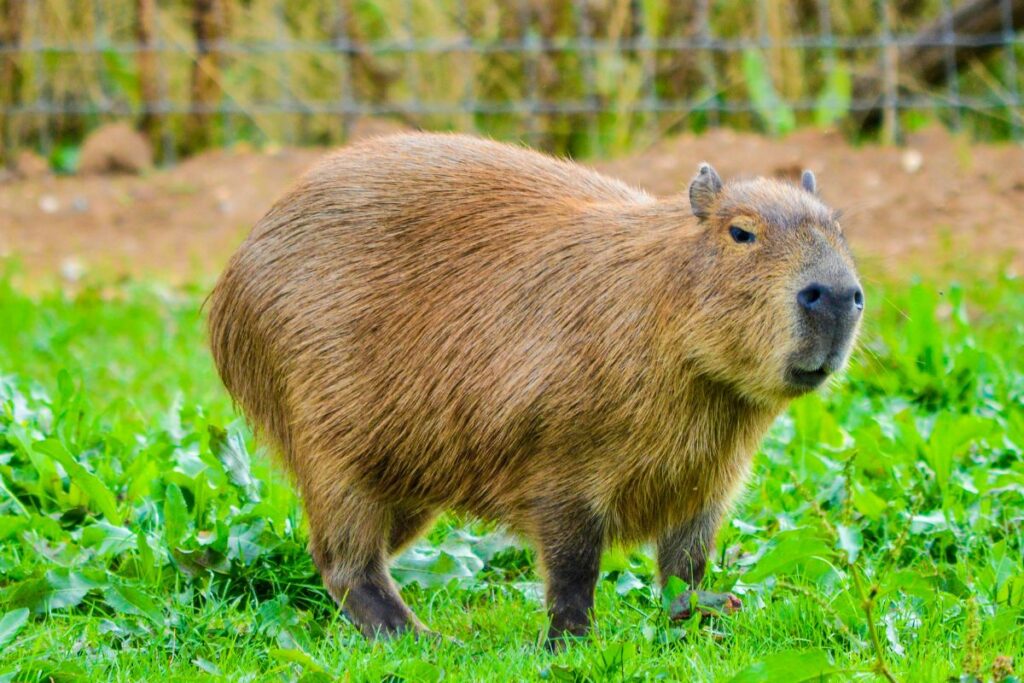 Estos animalitos pueden pesar hasta 65 kilogramos. Foto: Pexels