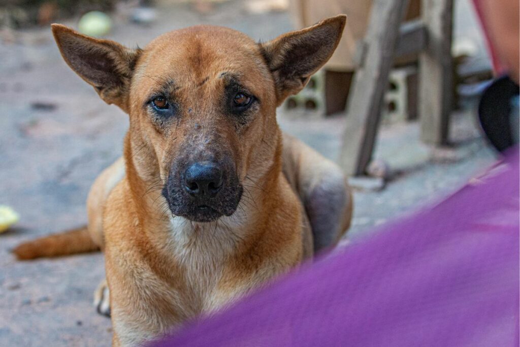 Las dos perritas rescatadas serán rahabilitadas. Foto referencial: Pexels