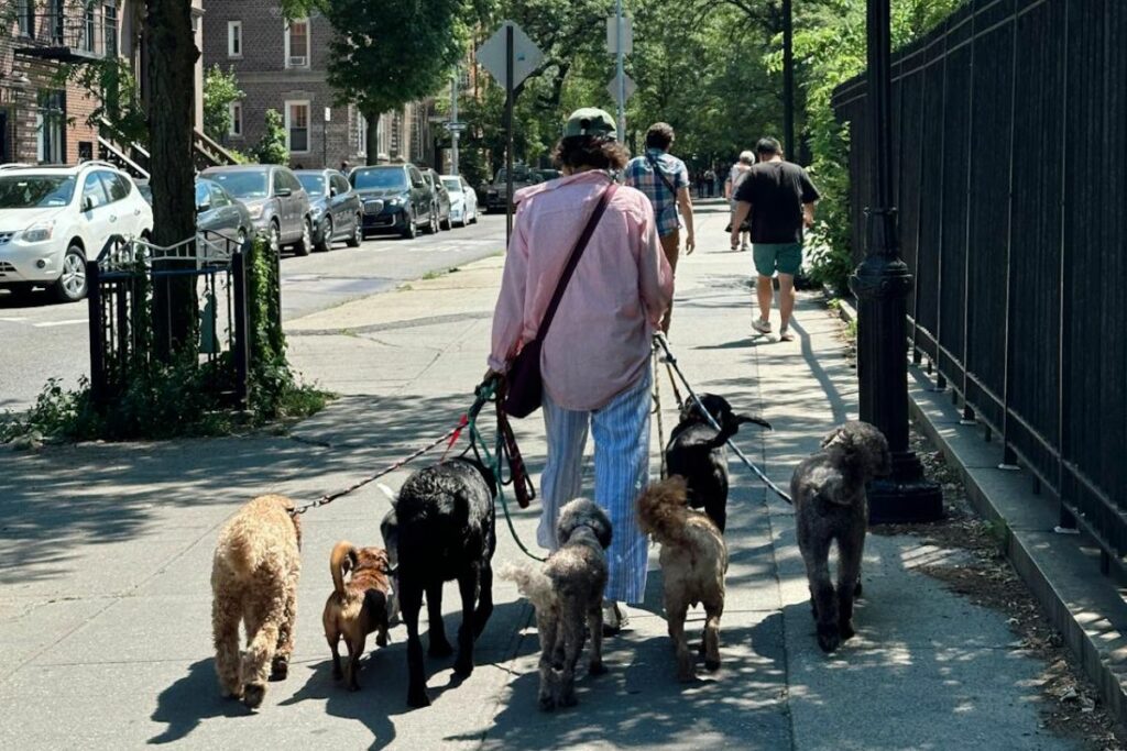 Los paseadores de perros son muy cotizados en Nueva York.