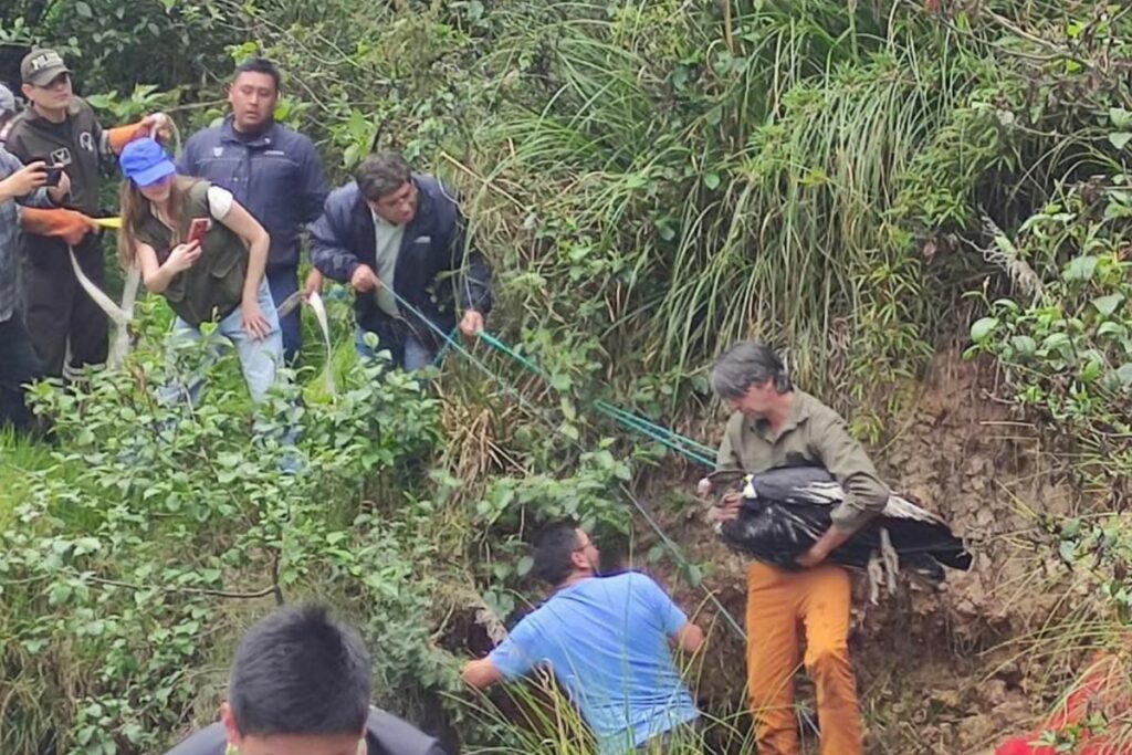 El cóndor fue rescatado en el sector de Pucán, cantón Cuenca. Cortesía