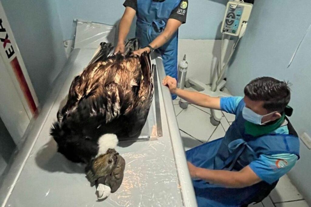 Los veterinarios evalúan las condiciones médicas del cóndor rescatado en Azuay. Cortesía