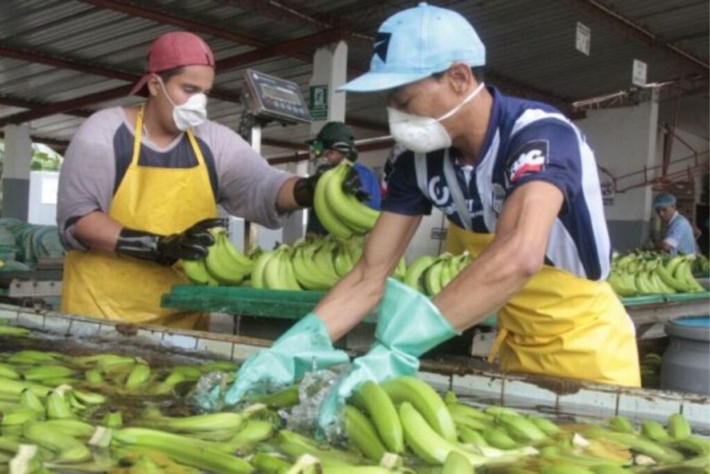 El Ministerio de Agricultura estableció el precio mínimo de sustentación para la caja de banano en USD 7,25 para 2025.