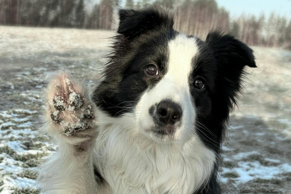 La esterilización de perros y gatos es obligación de los tutores. Foto: Pexels