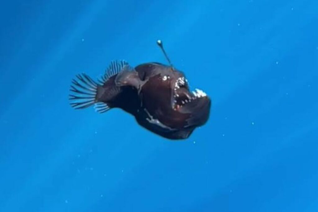 La diabla negra medía seis centímetros. Foto: Captura de pantalla