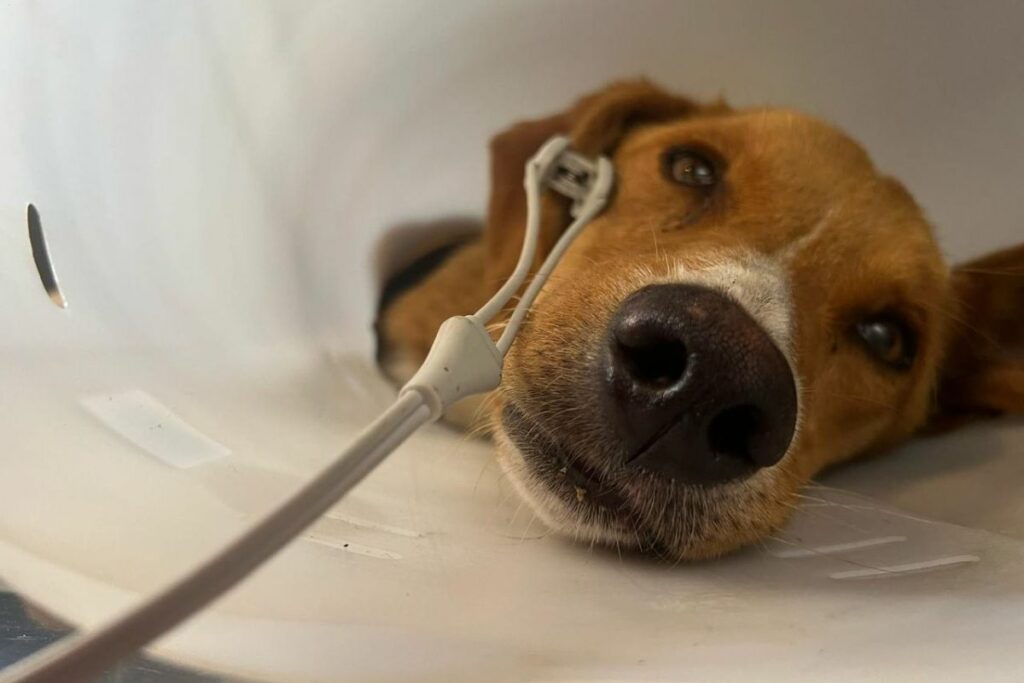 Teddy fue víctima de abuso sexual. Foto: Cortesía Fundación Lucky