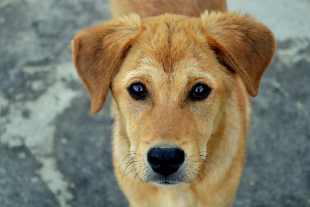 La esterilización mejoral a calidad de vida de los animalitos. Foto: Pexels