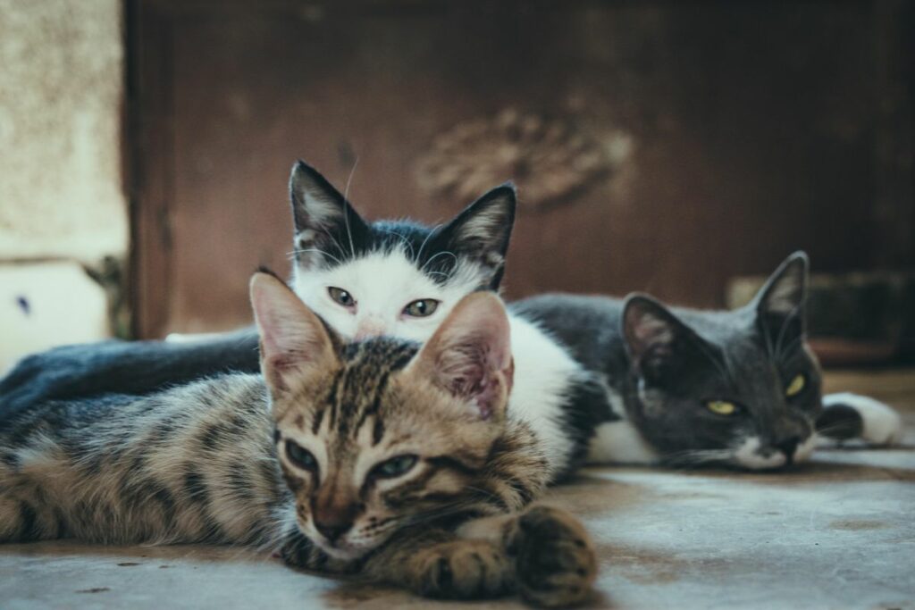 Los gatitos resultaron intoxicados por los pesticidas. Foto referencial: Pexels