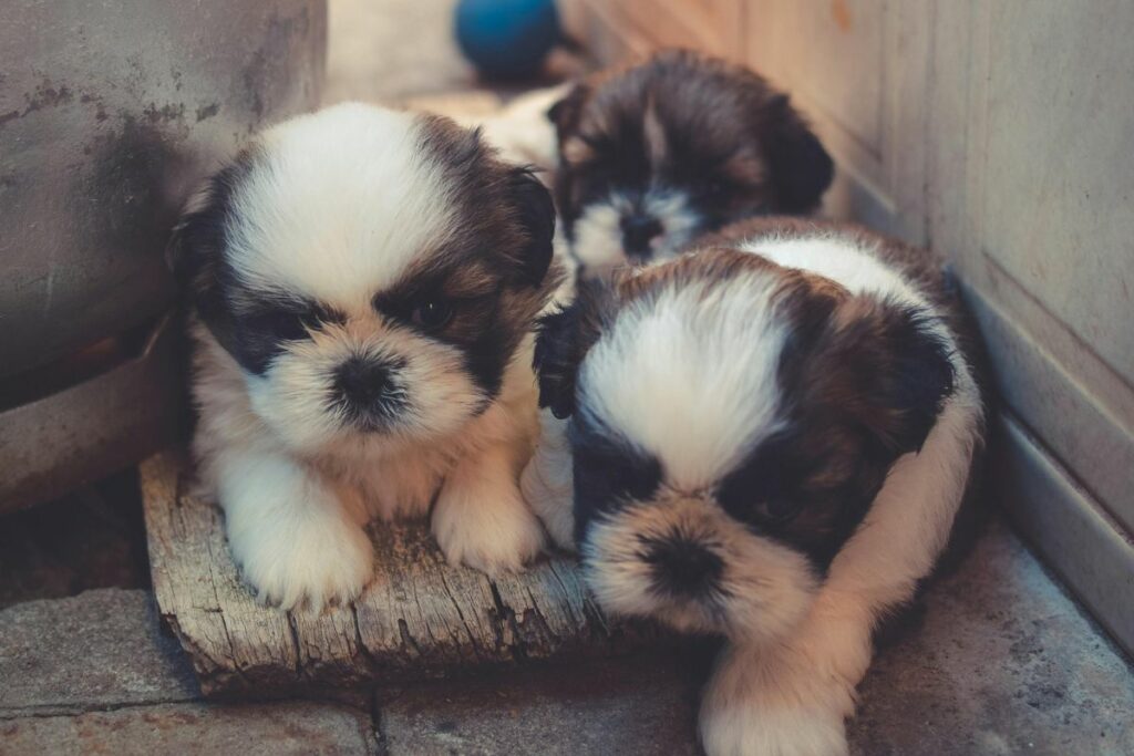 Es obligación del tutor esterilizar a sus animales de compañía. Foto: Pexels