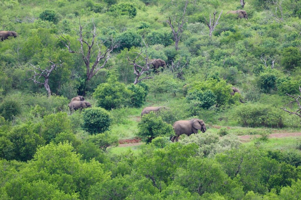 Estudio revela que los humanos vivían en las selvas tropicales del África occidental hace 150 000 años.
