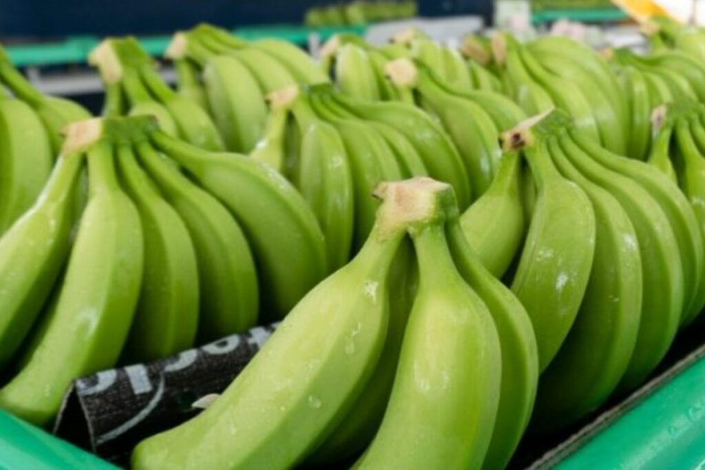 Ecuador rgistró un incremento del 2,43% en las exportaciones de banano en enero del 2025.