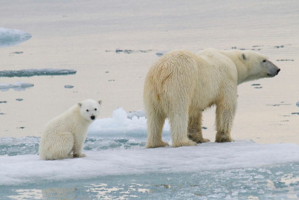 Nur es la osezna polar que cautiva con sus primeros pasitos. Foto: EFE