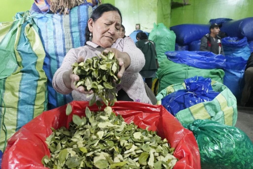El Gobierno boliviano presentará en Viena los usos medicinales y gastronómicos de la hoja de coca.