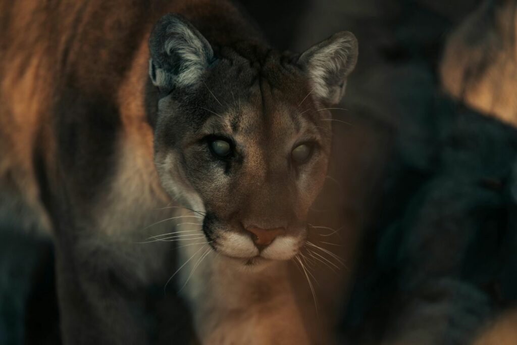 El pasado fin de semana, un puma sorprendió a una familia en Huaquillas. Foto referencial: Pexels