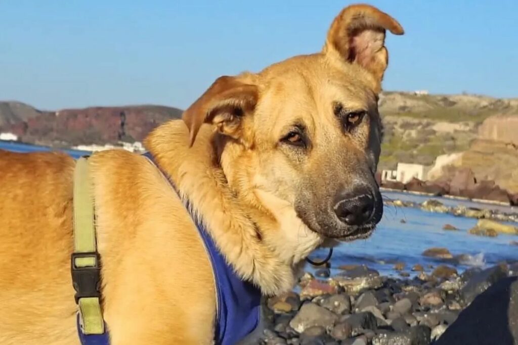 Decenas de animalitos se quedaron sin casa tras la salida masiva de sus tutores de la isla. Foto: Santorini Animal Welfare
