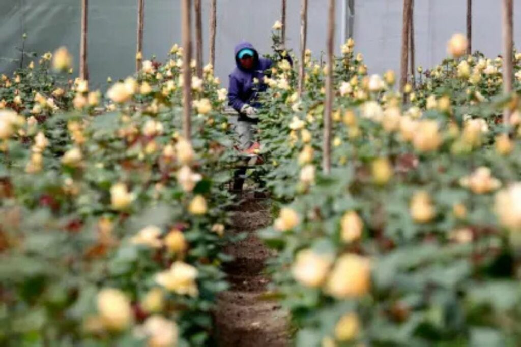 Trabajadores cosechan rosas en una plantación en Cayambe, Ecuador.