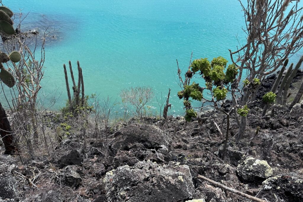 Los investigadores marcaron con GPS las nuevas plantas descubiertas en Galápagos.