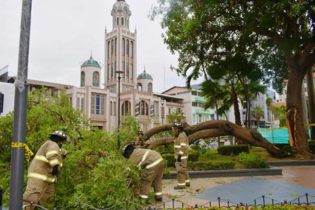 Un árbol cayó en el parque central de Machala.