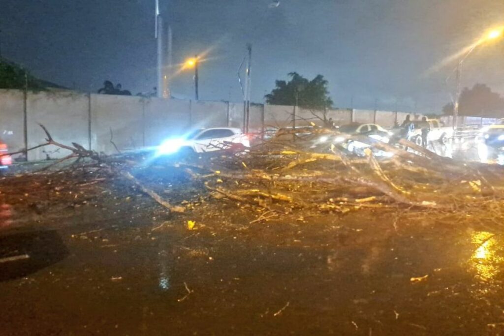 Un árbol cayó en Guayaquil como consecuencia de las lluvias.