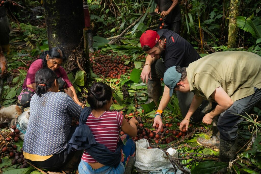 68 familias se beneficiaron de la cosecha de los territorios Waorani y Kichwa. Cortesía: Fundación Pachamama