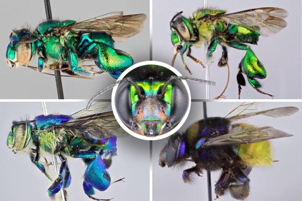 abeja orquídeas