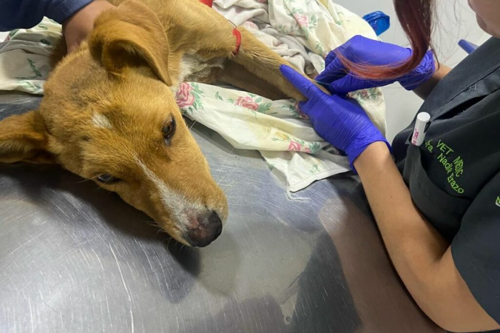 Teddy fue rescatado con signos de violencia sexual. Foto: Cortesía