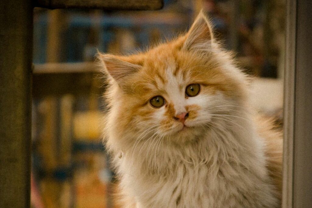 Los gatitos disfrutan cuando los tutores imitan su lenguaje corporal. Foto: Pexels