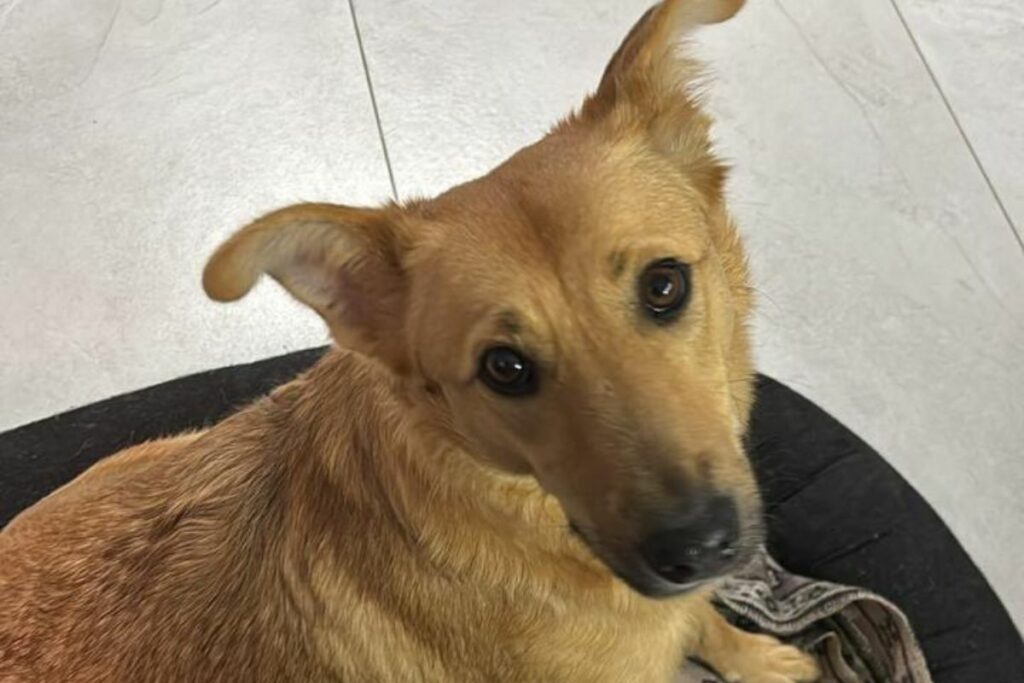 Sol fue rescatada junto a sus cachorros. Foto: Cortesía
