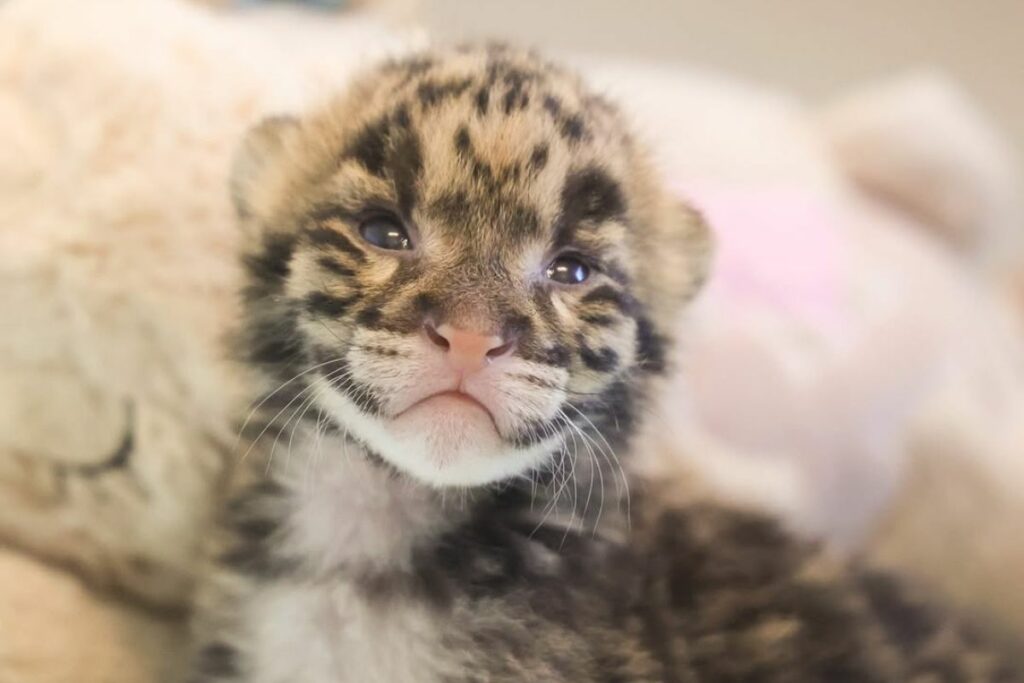 Este pequeño leopardo nebuloso pesó 188 gramos al nacer. Foto: Zoológico de Nashville