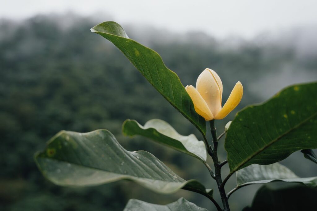 La flor de la Magnolia Mashpi se encuentra a más de 40 metros de altura.
