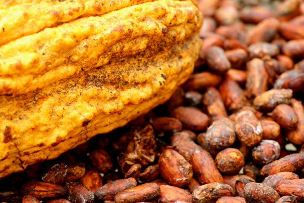 El cacao ecuatoriano conquista Europa, Asia y América con exportaciones récord.