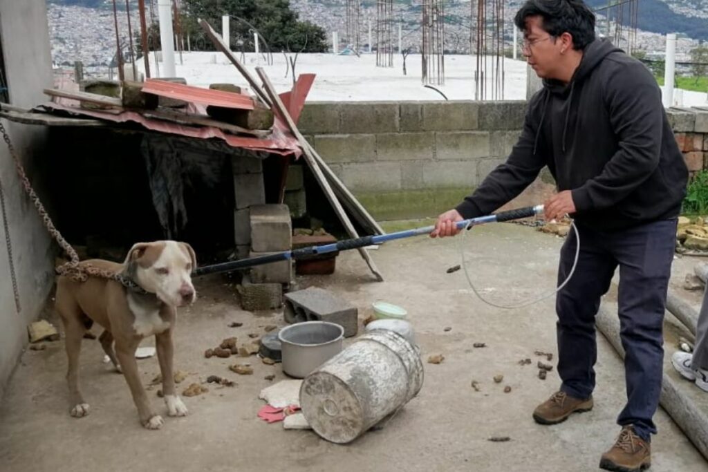 Este perrito fue rescatado luego de pasar dos años encadenado. Foto. UBA