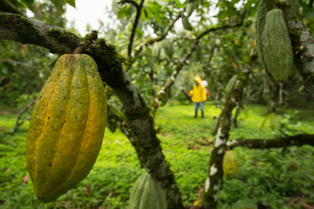 Exportaciones de cacao crecen más del 300% en enero de 2025.