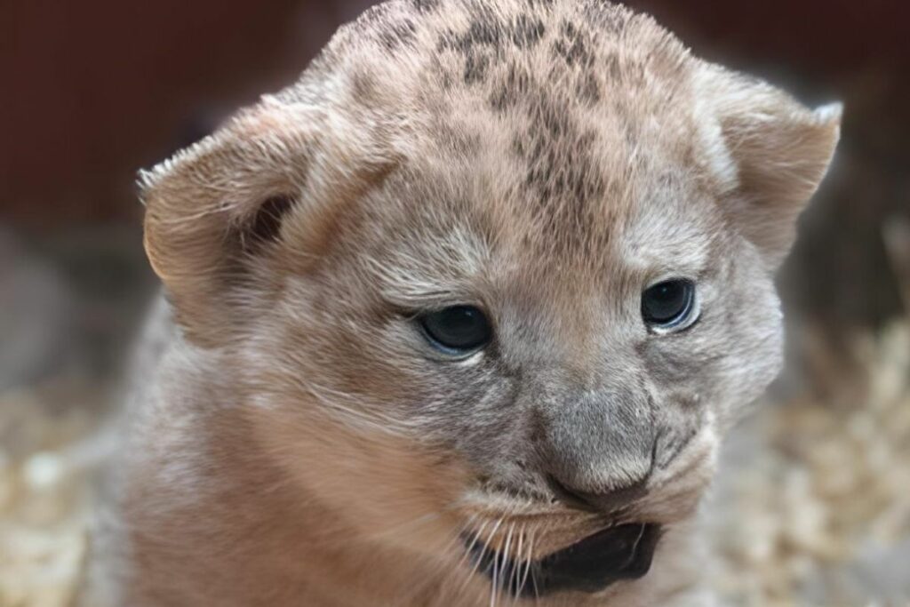 Los leones nacieron en un zoológico de Londres. Foto: @zslwhipsnadezoo