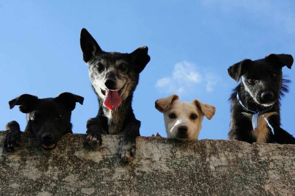 Perritos rescatados estarán en la brigada. Foto: Pexels