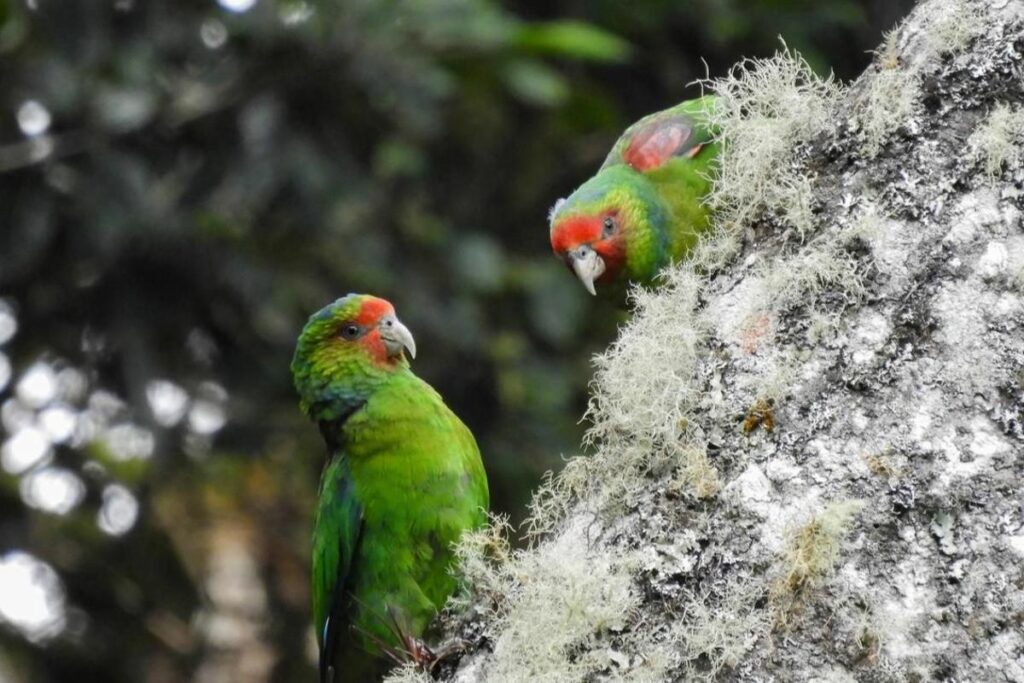 El loro carirrojo mide unos 22 centímetros y se reconoce fácilmente por el rojo brillante alrededor de su pico.