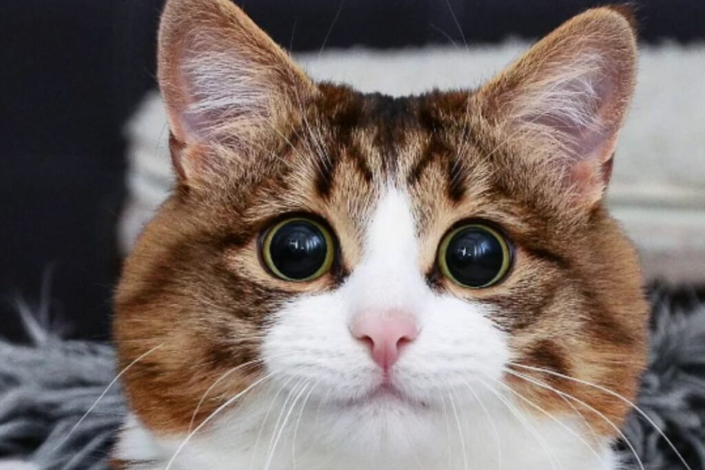 Este gatito nació en noviembre de 2014. Foto: Instagram