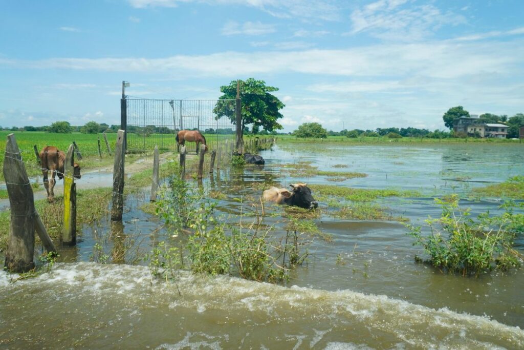 Hasta el momento, se contabiliza la pérdida de más de 17 000 hectáreas de cultivos debido a las lluvias en Ecuador.