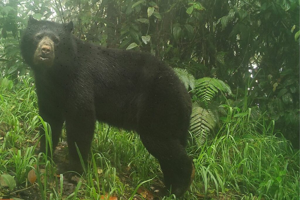 La osa fue encontrada en el Chocó Andino por una guardabosques.