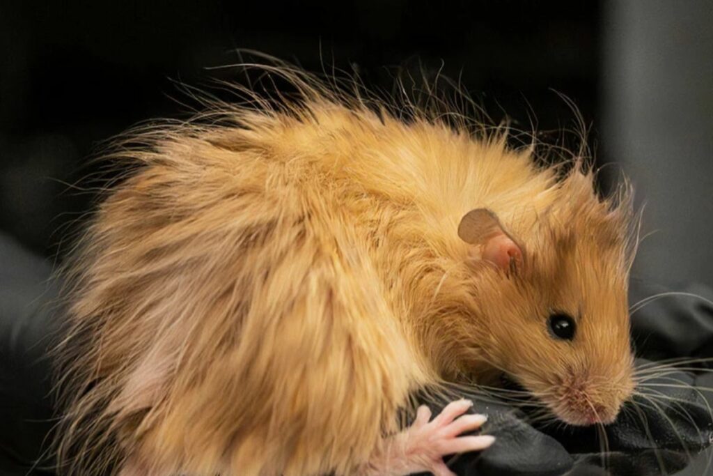 Los ratones lanudos fueron creados en laboratorio. Foto: Colossal Biosciences