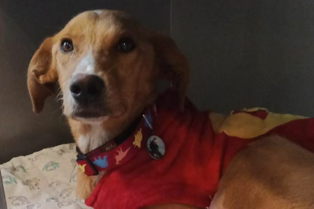 Teddy fue sometido a una cirugía de corrección tras comprobarse un desgarro anal. Foto: Fundación Lucky