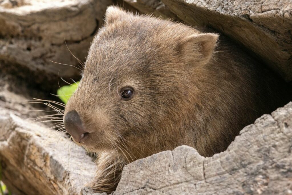 Los wombats afrontan problemas de salud debido a la propagación de la sarna. Foto: EFE