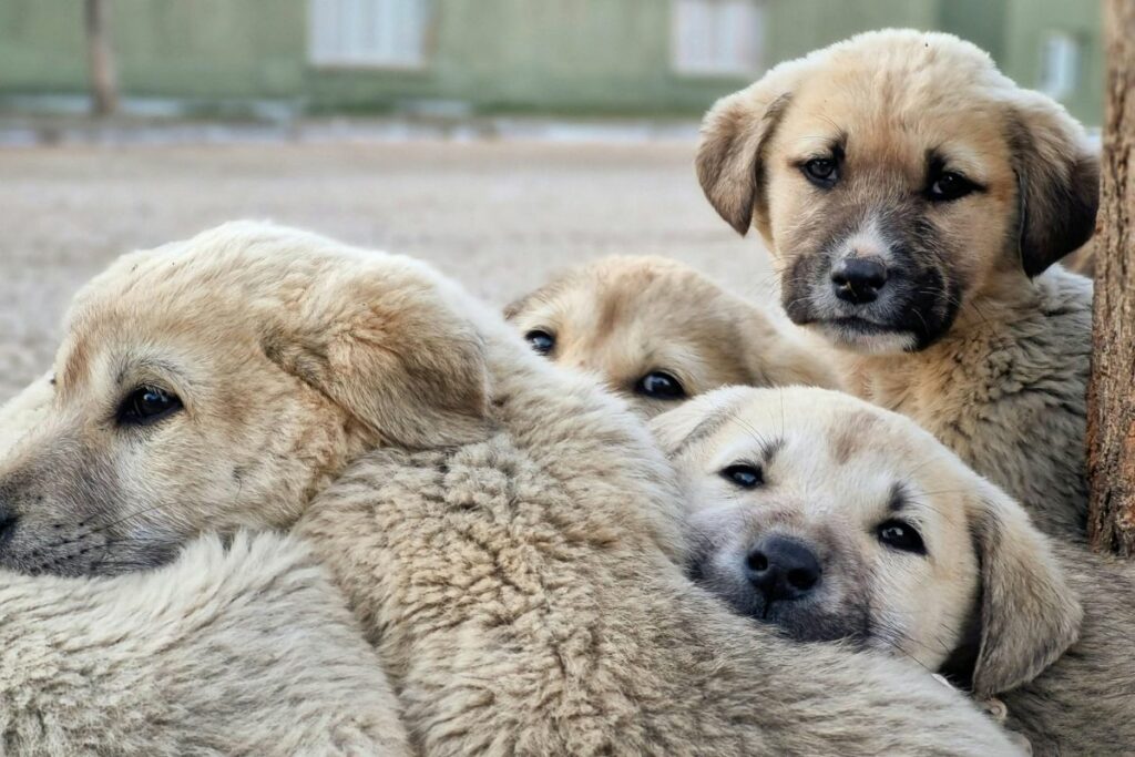Perritos de todas las edades se refugian en Lucky. Foto: Pexels