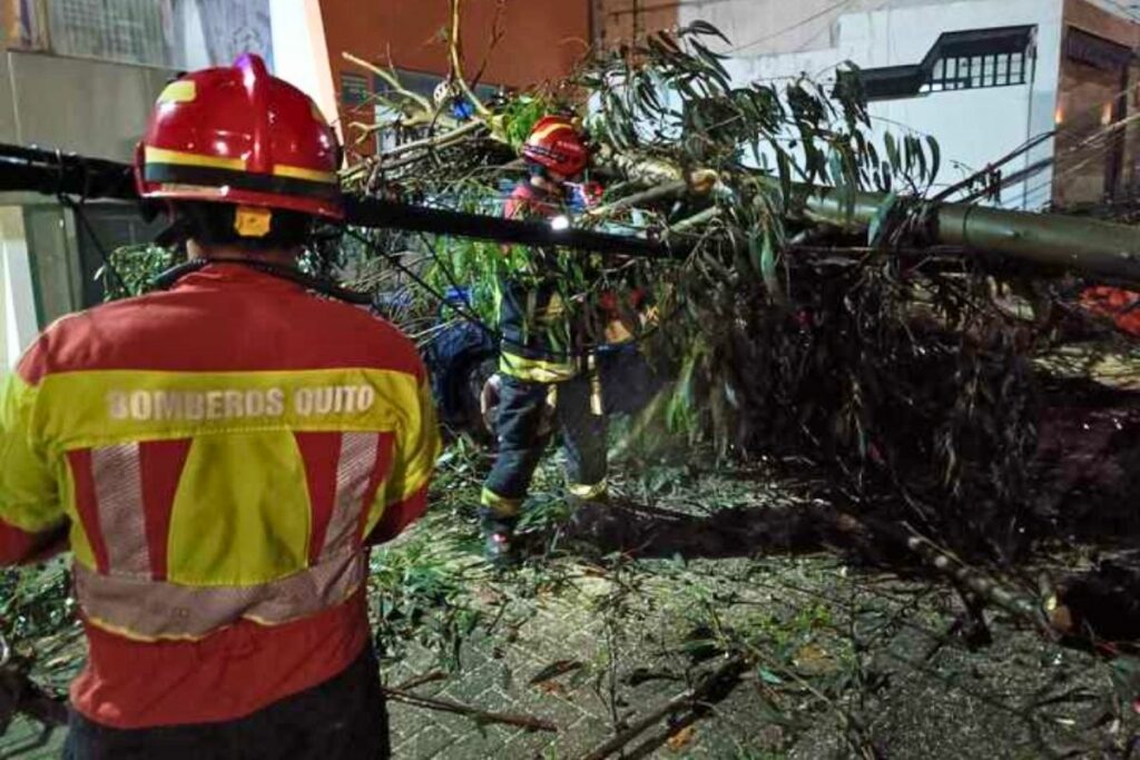 El árbol se cayó sobre un vehículo liviano, en el sector de la Grana Centeno, en el norte de Quito