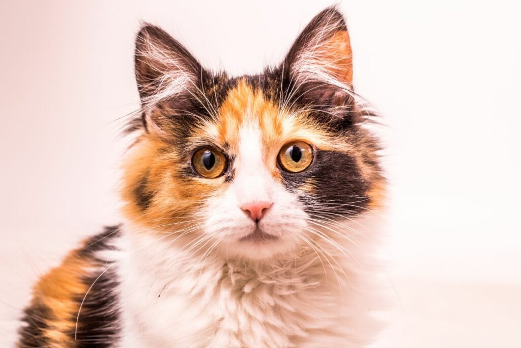 Gato de raza calico que inspira una tendencia de cabello.
