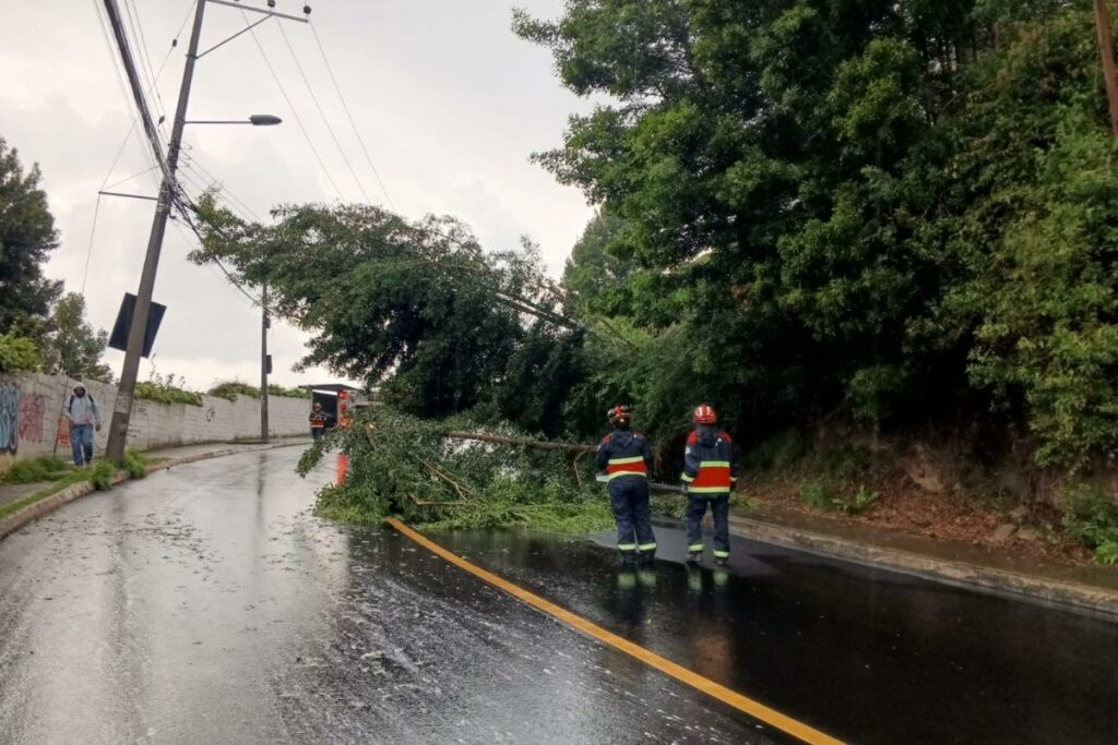 Tres árboles se cayeron en Quito este miércoles, a causa de las fuertes lluvias