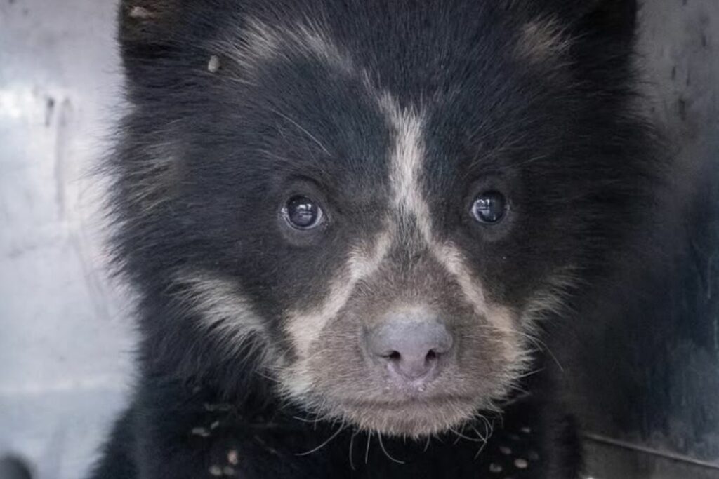 La cría de oso andino fue internado en la clínica del Zoo de Quito