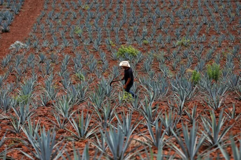 Fotografía de archivo de un campo de agave azul, con la que se prepara el tequila, en Jalisco (México).