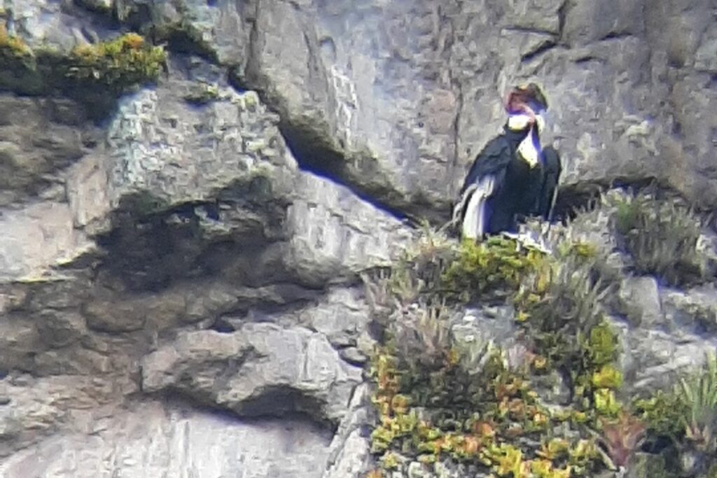 La madre y el huevo son constantemente monitoreados. Foto: Fundación Cóndor Andino Ecuador